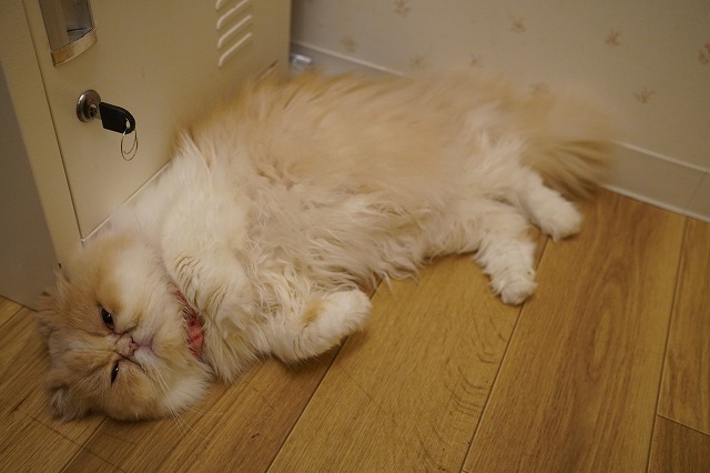 甘えるもなかちゃん