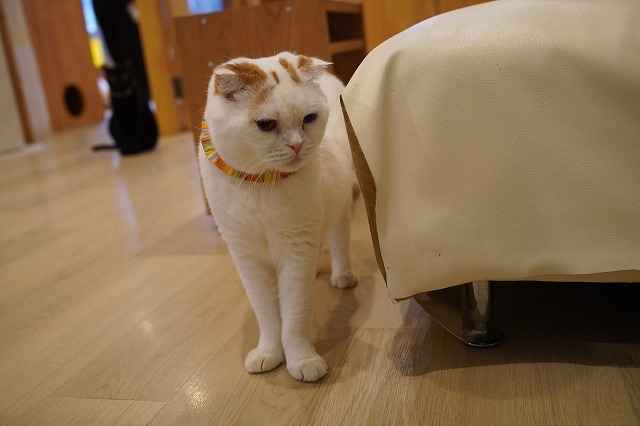 ふだんはまったりマフィンくん