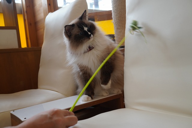 遊ぶちまきちゃん