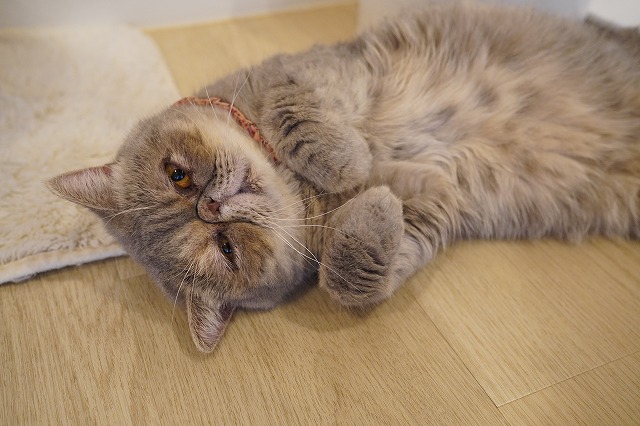 可愛いポーズのつくしちゃん
