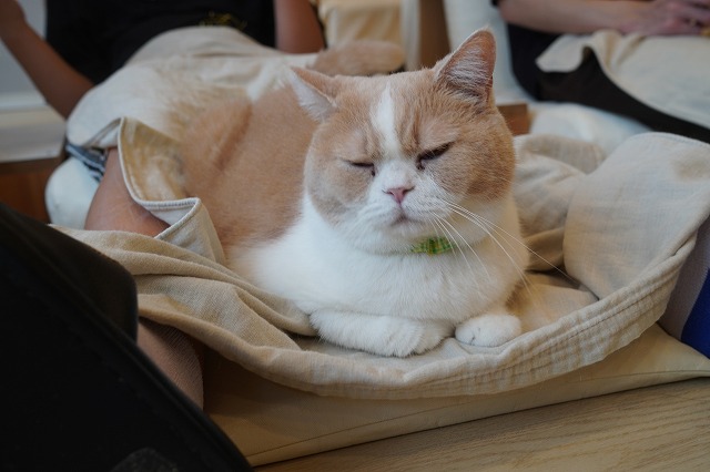 箱猫コロン君