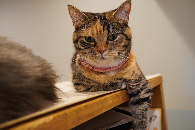 まったり狩猟者あられちゃん
