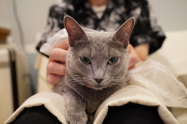 乗ったり隠れたりローズちゃん