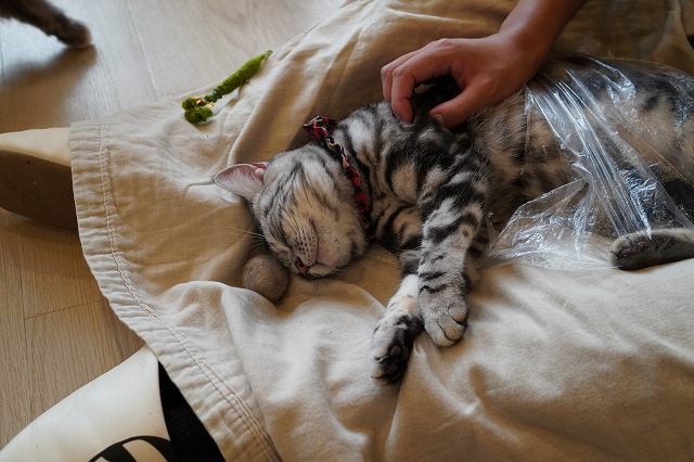 寝るあずきちゃん